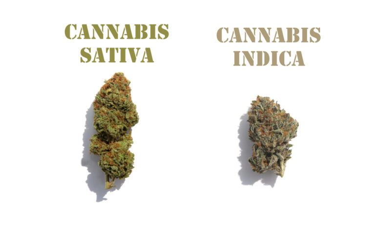 Indica vs. Sativa Buds
