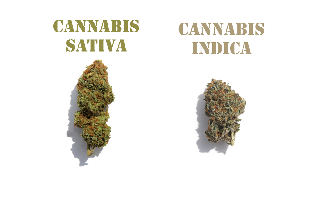 Indica Vs. Sativa Buds: What's The Difference?